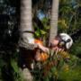 Aussie Tree Lopping Geelong