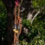 Aussie Tree Lopping Geelong