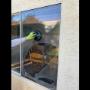 WIndow Glass Replacement