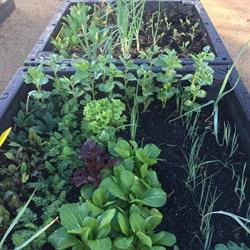 Bellfield Community Garden