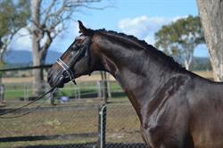 Tarrendene Stud