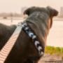 M Leash