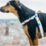 M No Pull Harness