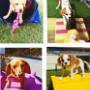 Puppy Playgroup