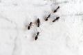 Ant Pest Control