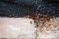 Bed Bug Pest Control