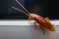 Cockroach Control Perth
