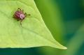 Dust Mite Pest Control