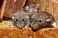 Rodents Pest Control Perth