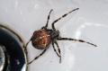 Spider Pest Control Perth