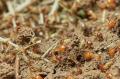 Termites Pest Control Perth