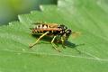 Wasps & Hornet Control Perth