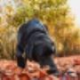 Truffles