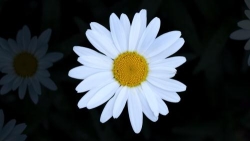 Oopsy Daisy Flowers