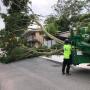 Tree Removal