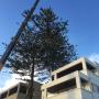 Crane Tree Removal