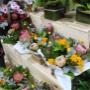 Local Native Flowers SSFM Logan City