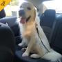 Dog Seat Belt for Big Dogs