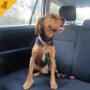 Dog Seat Belt for Medium Sized Dogs