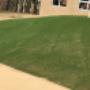2 week old residential lawn