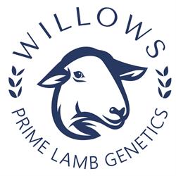 The Willows - Prime Lamb Genetics