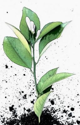 Salubrious Natural Therapies- Homeopathy in Canberra