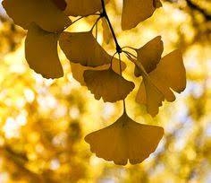 Spirit and Life Kinesiology