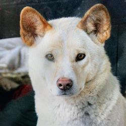 JIRRAHLINGA DINGO CONSERVATION & WILDLIFE CENTRE