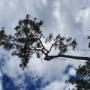 Climbing Arborist