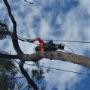 Tree Removal Brisbane