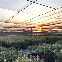 The AvoTree Nursery