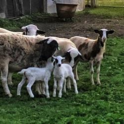 Chookhouse Farmstay