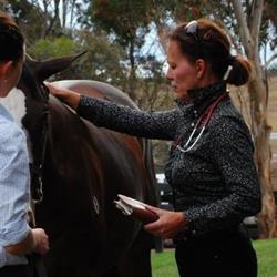 EMBLEY EQUINE PRACTICE