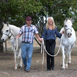 Toft Arabians