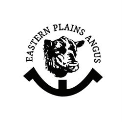 Eastern Plains Angus
