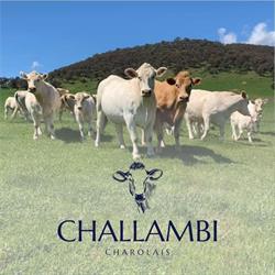 Challambi Charolais