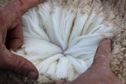 Bundemar Merino Stud