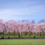 Memorial Trees
