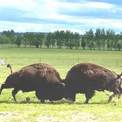 Sandy Valley Bison