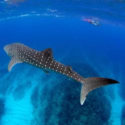Ningaloo Blue Dive