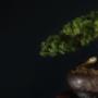 Juniper Bonsai