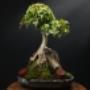 trident maple root over rock