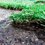 Laying Turf