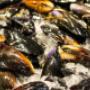 Black Mussels