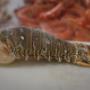 Lobster Tail