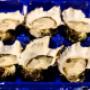 pacific oysters