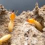 Termite Control