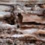 Termite Infestation