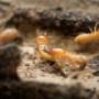 Termite Solutions