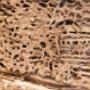 Termite Treatment